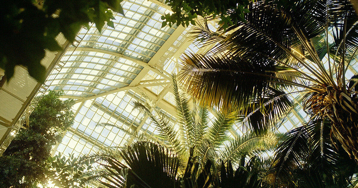 David Altrath fotografa o Palmenhaus de Viena em imagens analógicas de luz, folhagem e forma
