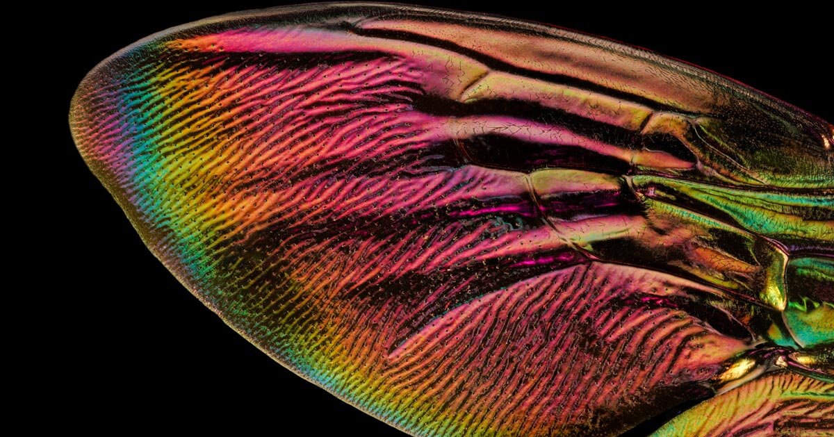asas iridescentes de insetos brilham na série de retratos macro de Chris Perani