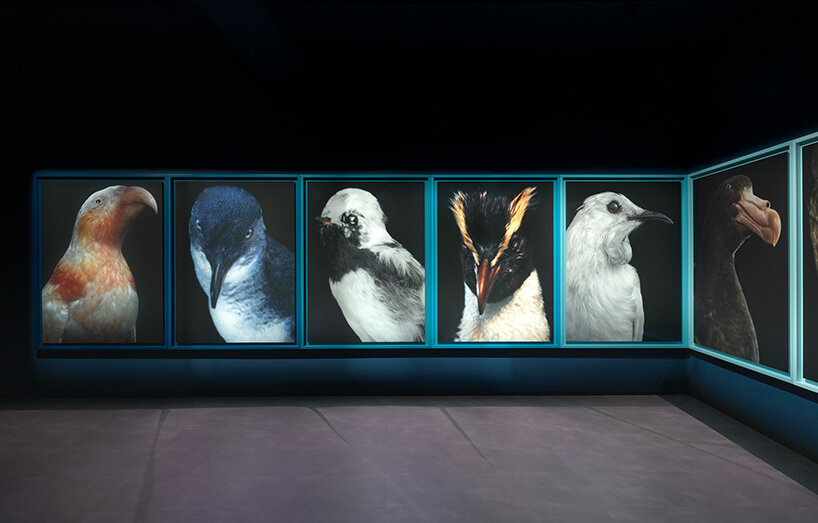 pássaros tornam-se retratos de perda ecológica no pavilhão da Nova Zelândia