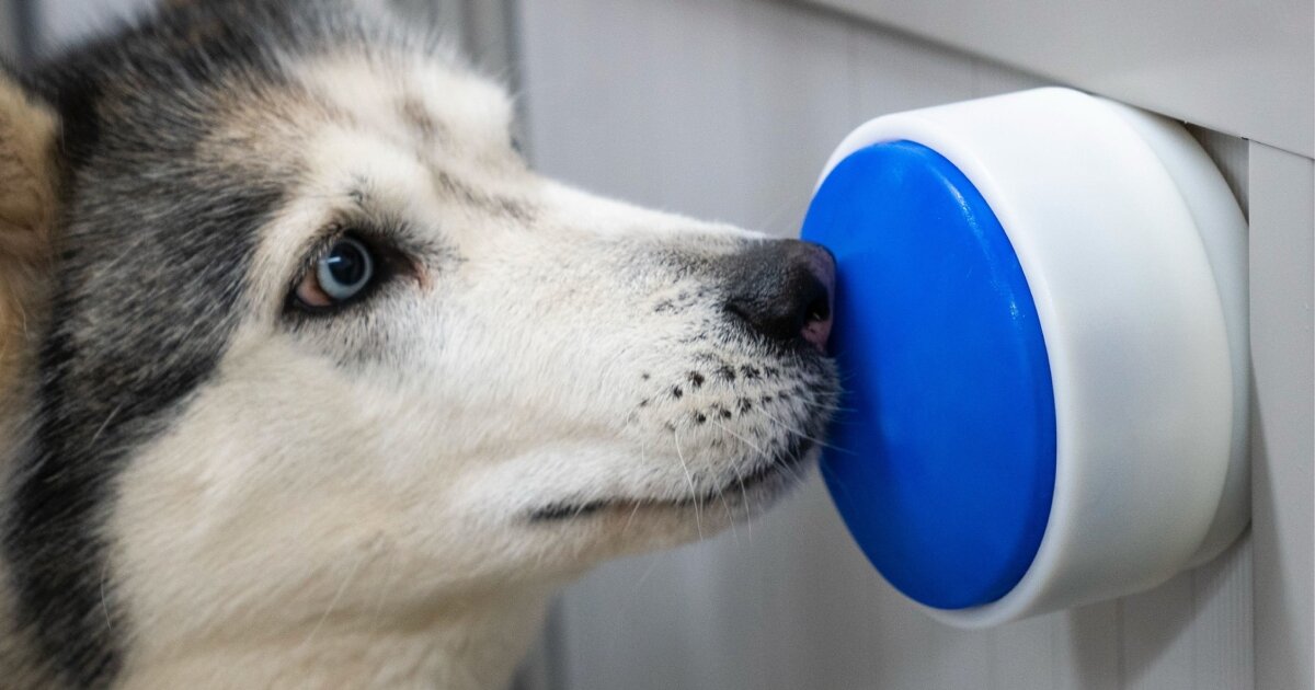 botão sem fio permite que cães controlem eletrodomésticos